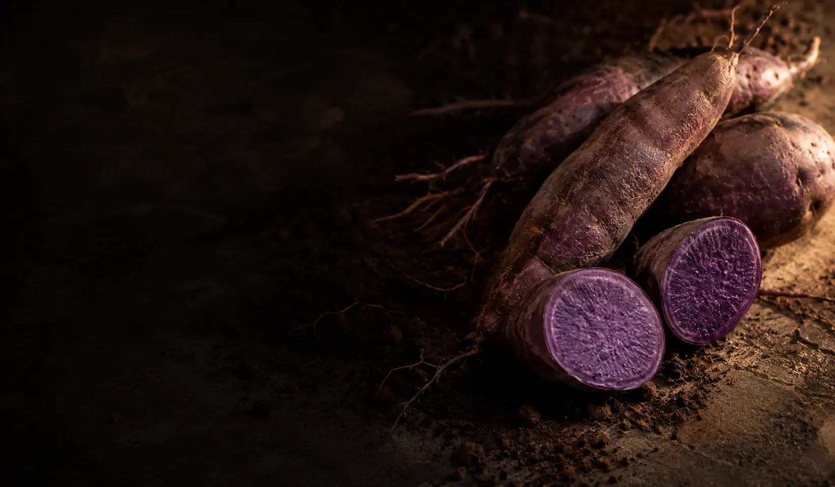Purple yam tubers on dark soil, moody warm light